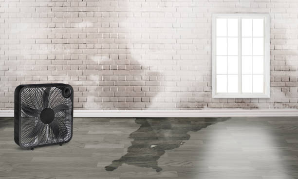Best Flood damage cleanup  in Doniphan, MO